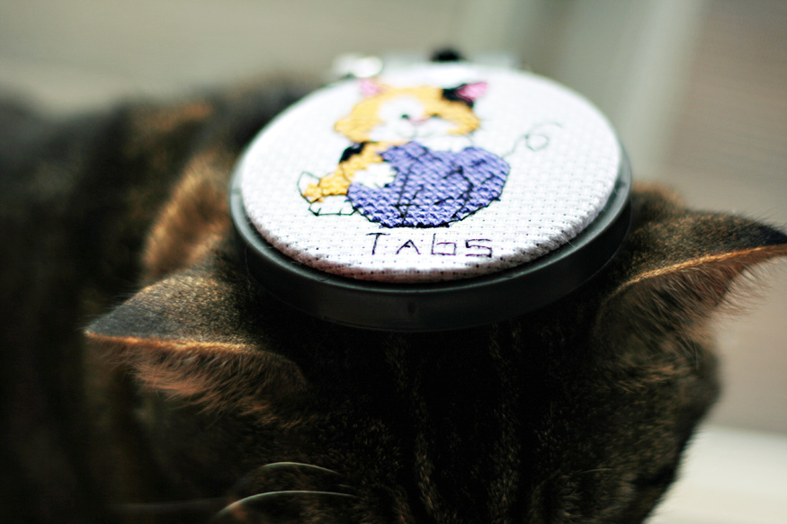 Daily Photo -Stuff on My Cat
