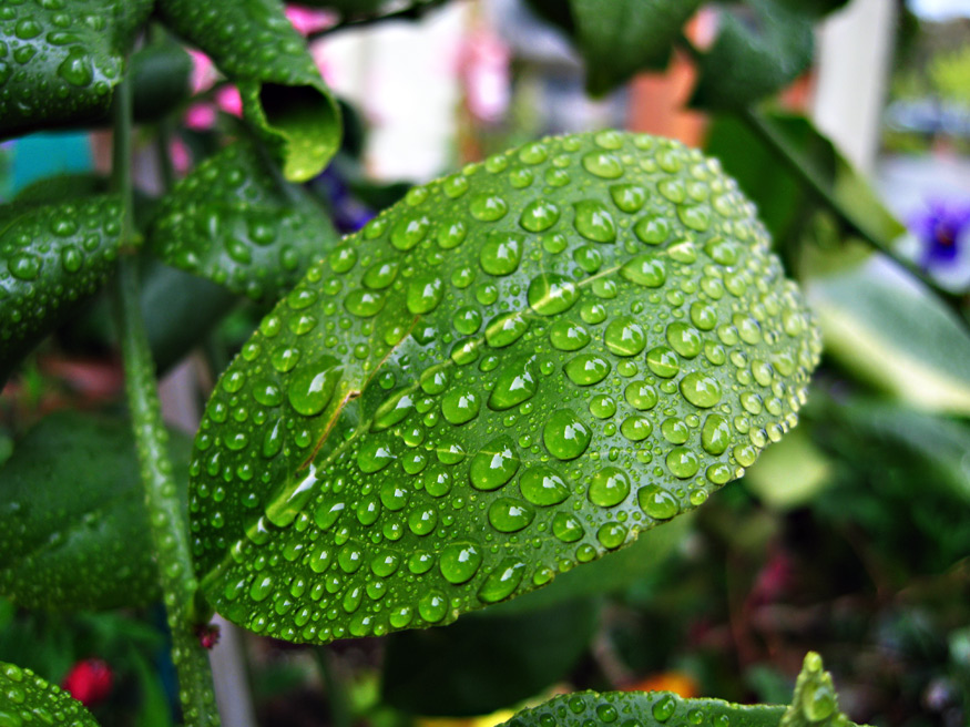 Daily Beauty -A Taste of Spring