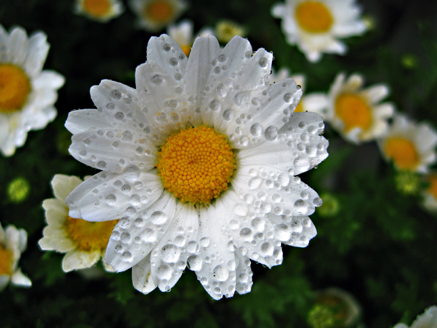 Daily Beauty -Driving Miss Daisy