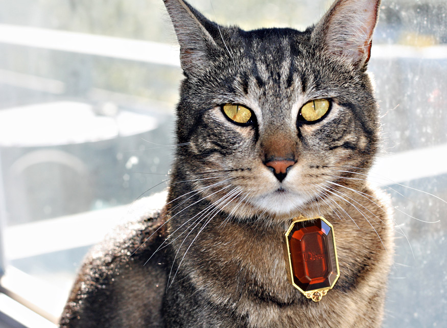 Daily Beauty -Kitty Couture