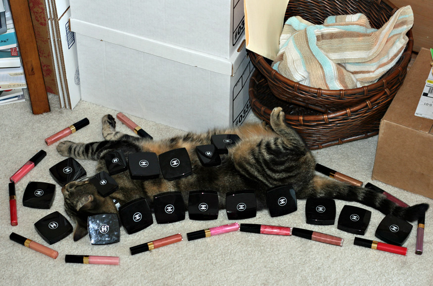 Daily Beauty -Kitty Couture, Part Deux