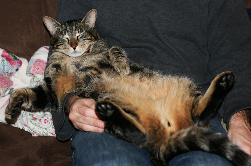 Daily Photo -Still Life With Tabby