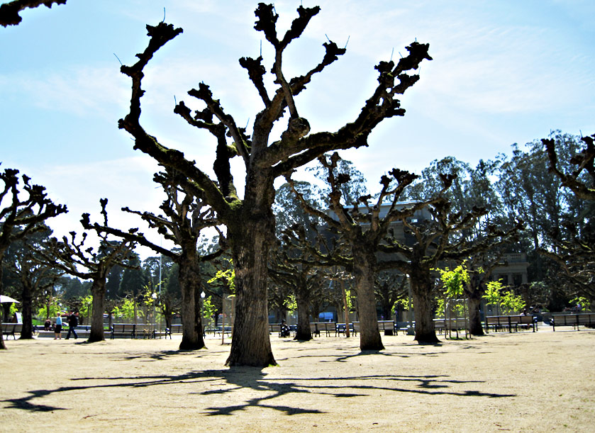 Daily Photo -Army of Trees
