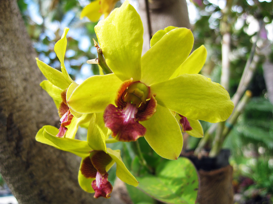 Daily Beauty -Mellow Yellow