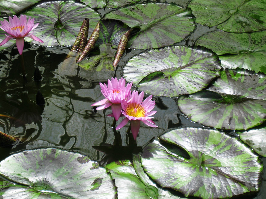 Daily Beauty -A Bit of Color…