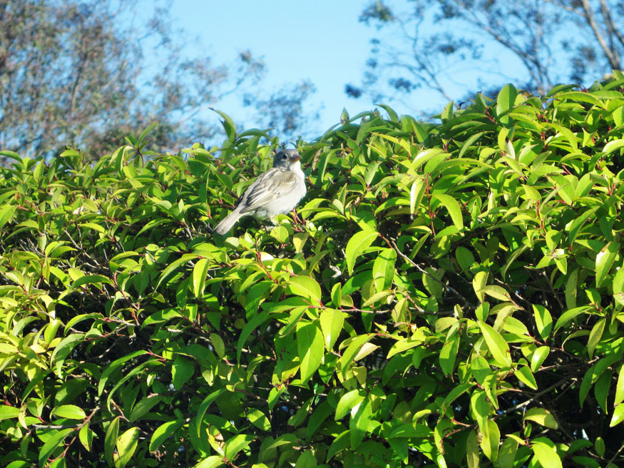 Daily Photo -Hey Pretty Bird