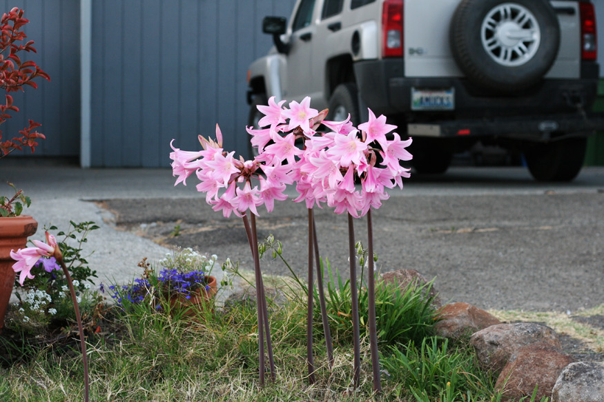 Daily Photo -The Pink Ladies