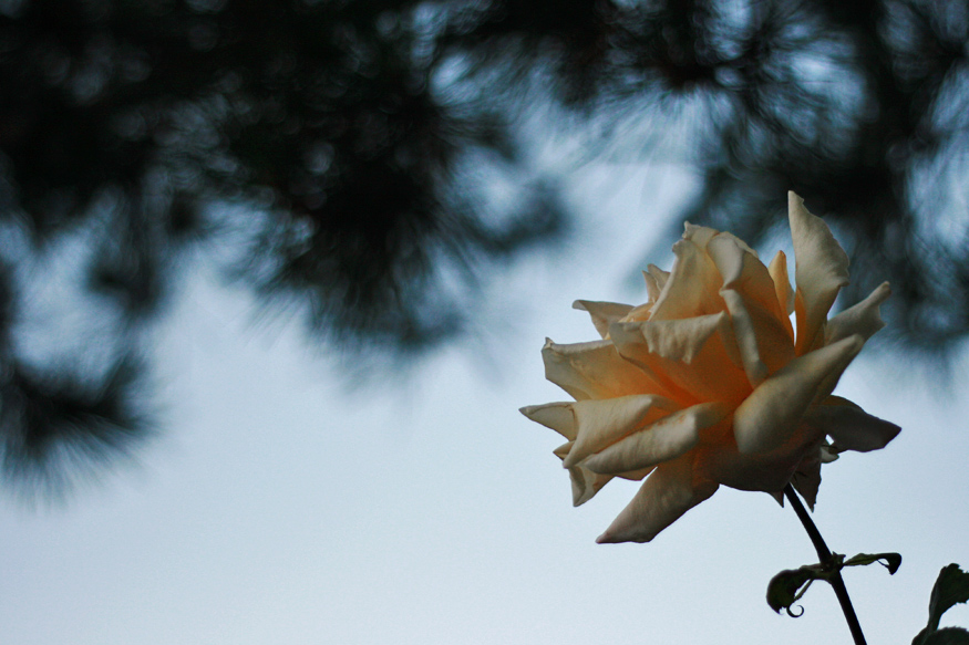 Daily Photo -A Rose By Any Other Name