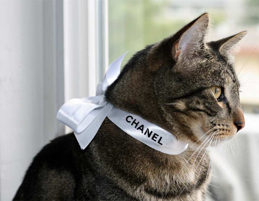 Daily Photo -Chanel’s Newest Spokesmodel