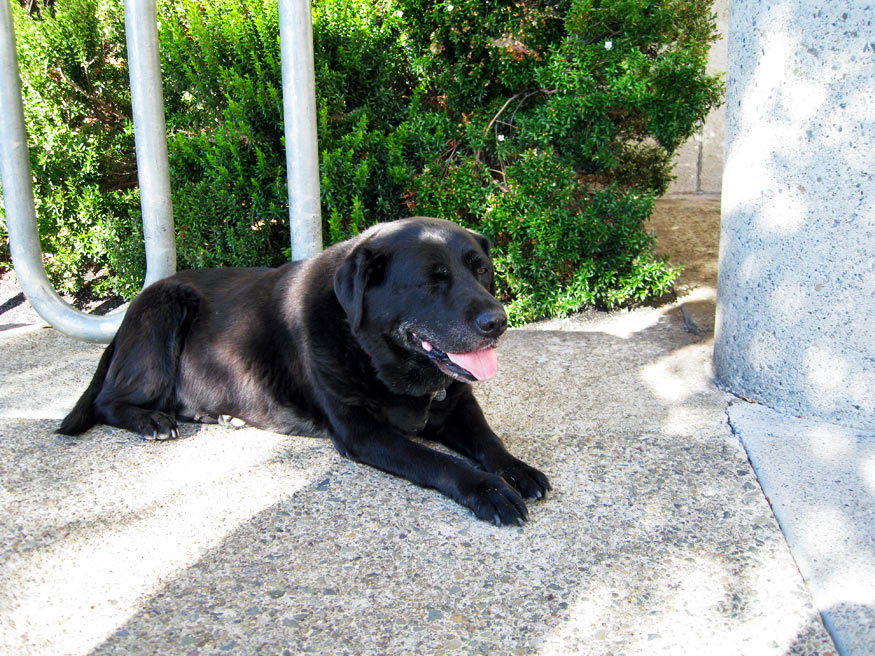 Daily Photo -Hey, Old Pup