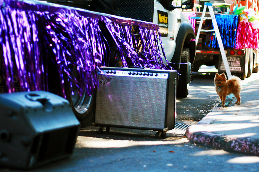 Daily Photo -Rockin’ Little Pup