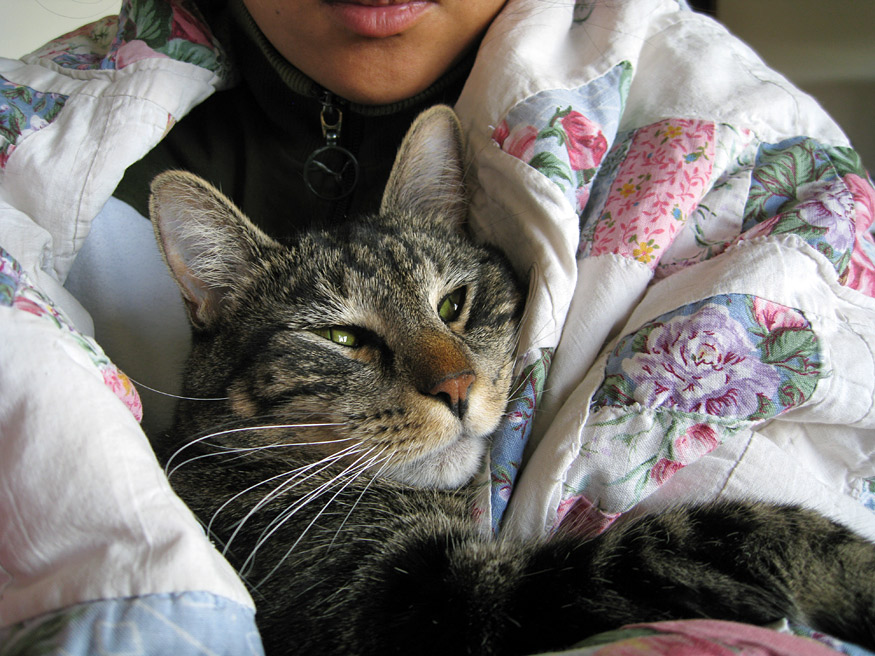 Daily Photo -Tabby in a Blanket