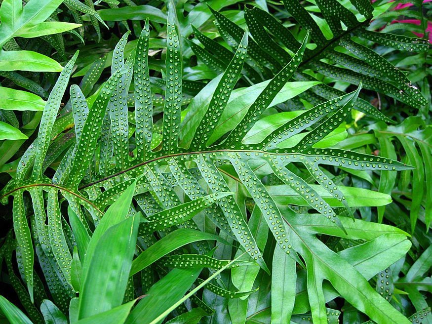 Daily Photo -Jungle Boogie