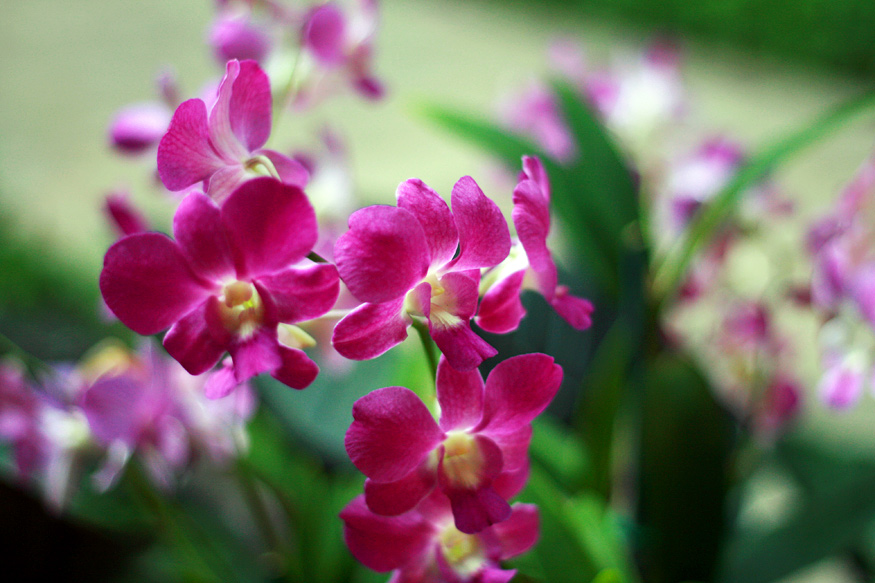 Daily Beauty -Purple Orchids