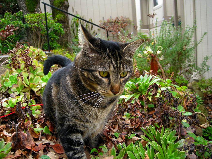 Daily Photo -Tabby in the Garden
