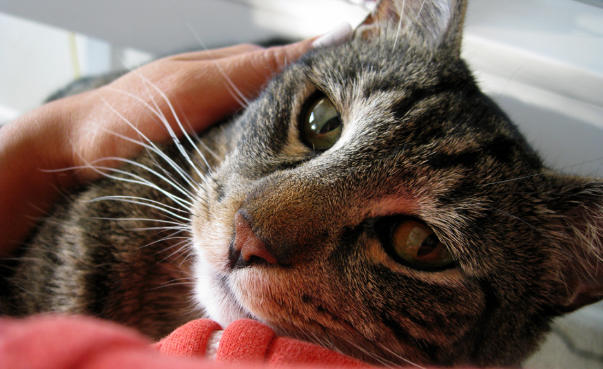 Daily Beauty -Pretty Tabby