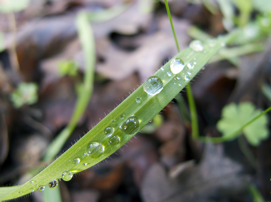 Daily Beauty -Blade of Grass