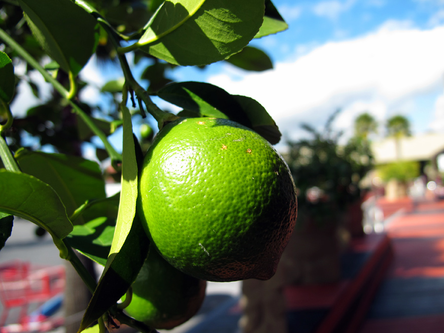 Daily Photo -Lime Green