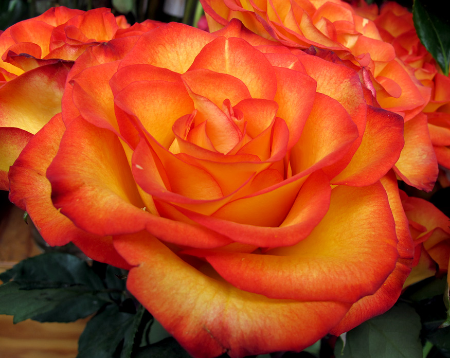 Daily Beauty -A Rose by Any Other Name…