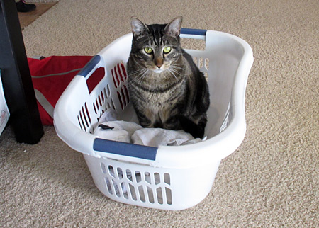 What is it with cats and laundry baskets? I'm proud of myself, ladies.