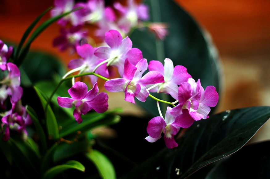 Daily Beauty -Purple Orchids