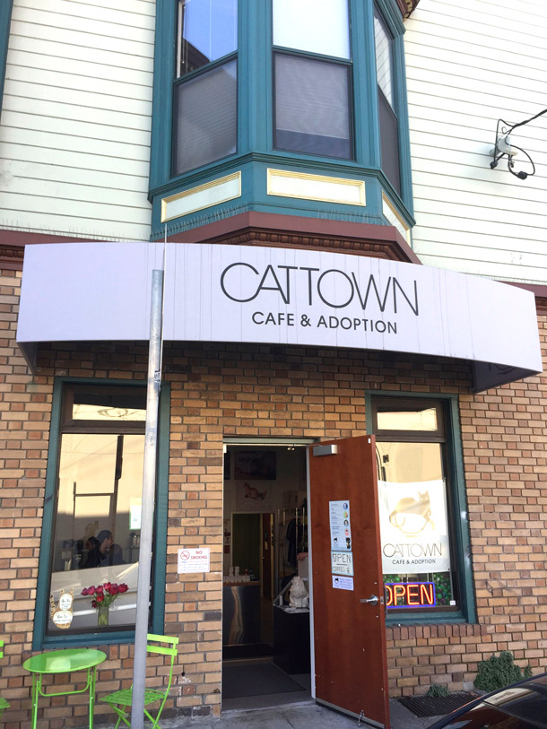 The Oakland Cat Town Café and Adoption Center The Nation's First Cat