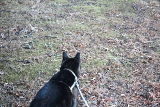 tabs-chasing-squirrel-2