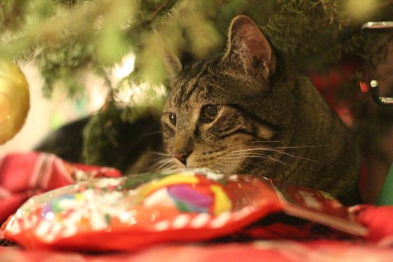 Tabs the Cat, Christmas 2016