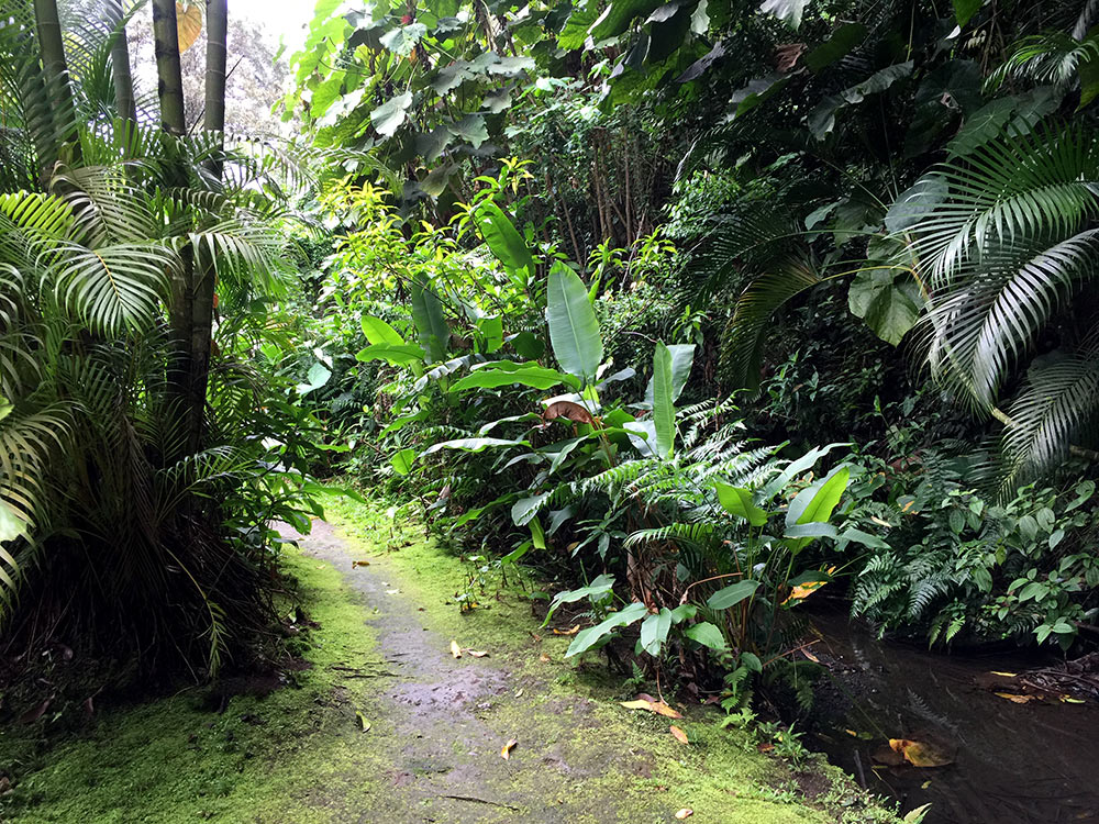 haiku garden jungle path