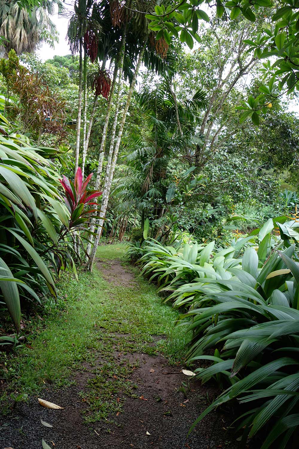 haiku garden path into jungle
