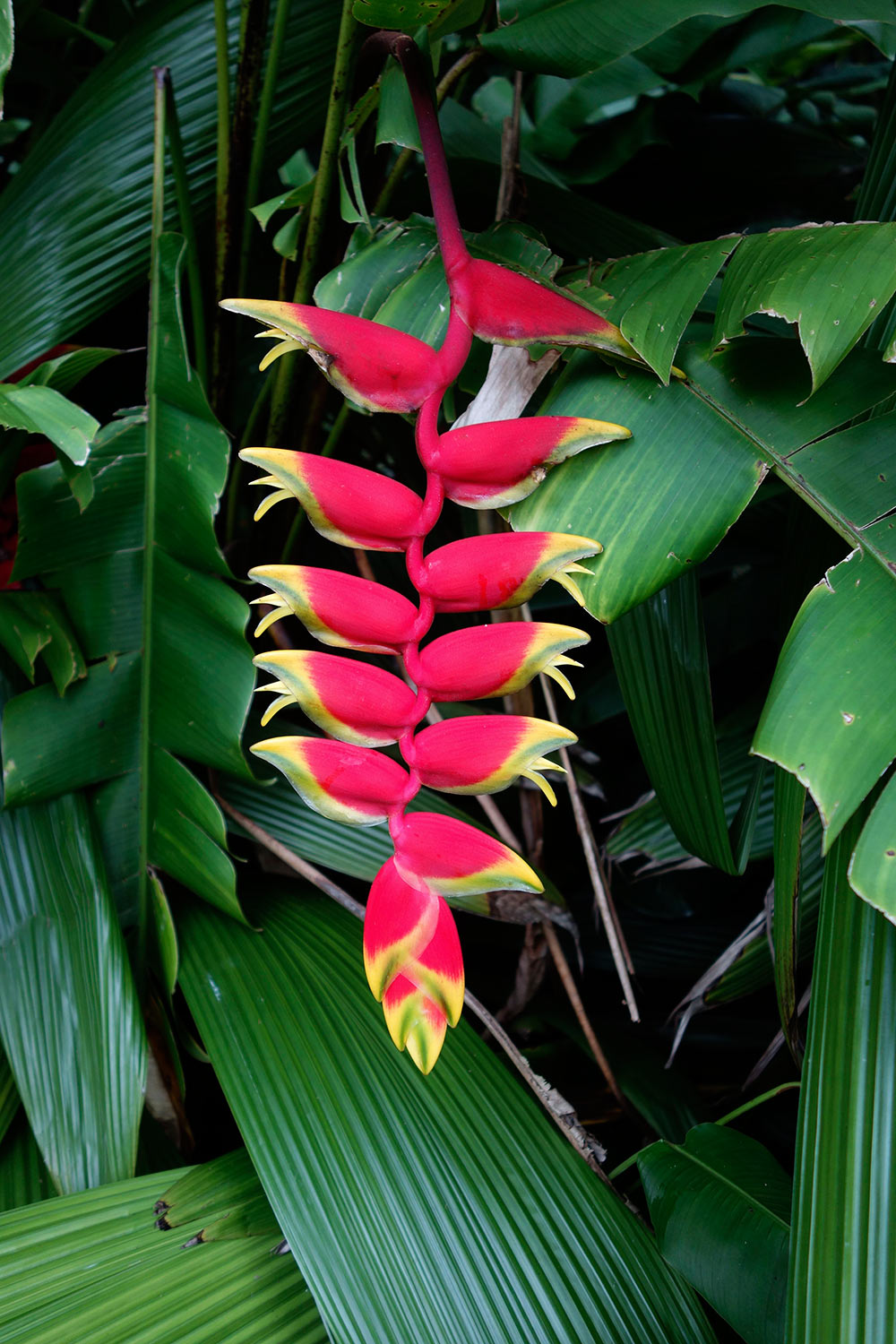 red yellow jungle flower
