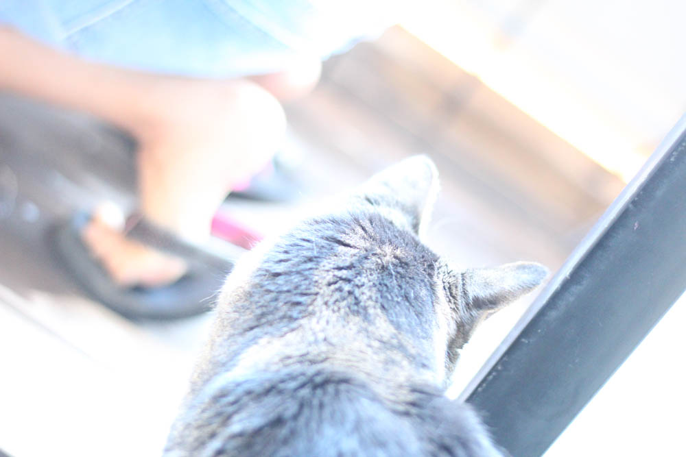 Sundays With Tabs the Cat, Makeup and Beauty Blog Mascot, Vol. 456