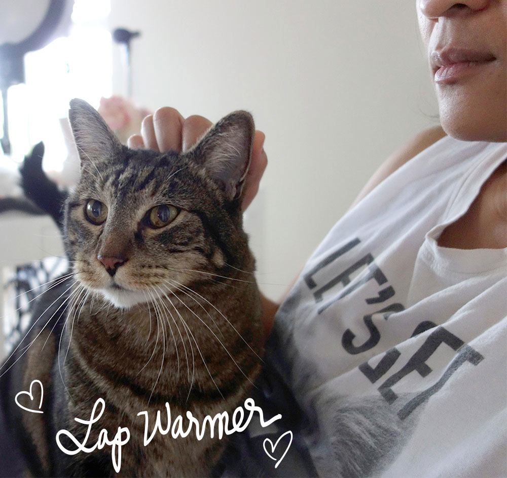 Sundays With Tabs the Cat, Makeup and Beauty Blog Mascot, Vol. 461