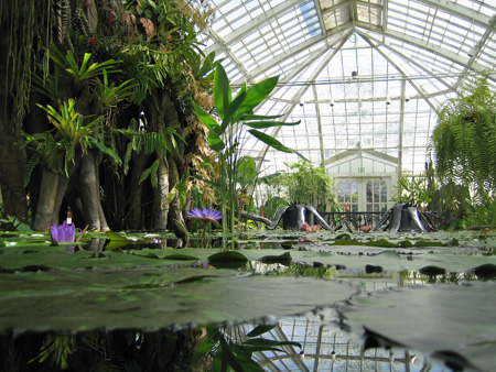 san-francisco-conservatory-of-flowers