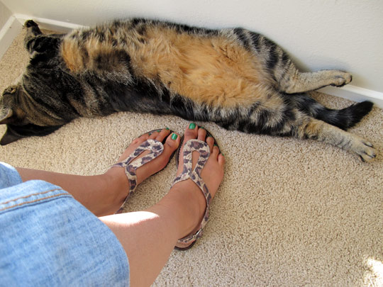 cat lady sandals marshalls