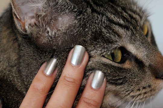 Dolce & Gabbana Platinum nail polish swatch against tabby fur