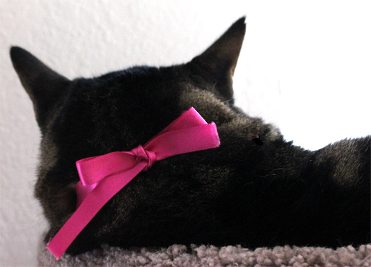 tabs wearing a pink ribbon