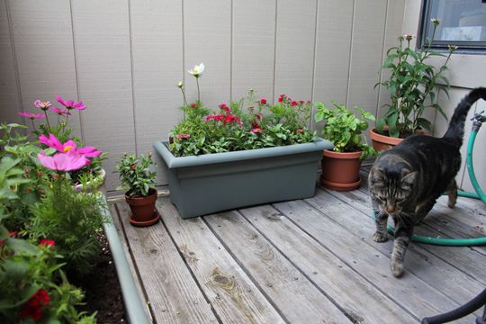 Cat friendly deck garden