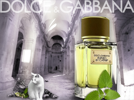Tabs for Dolce & Gabbana Ruined by Catnip