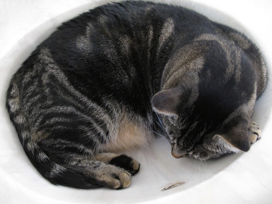 Kitty in the sink