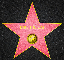 Tabs on the Hollywood Walk of Fame