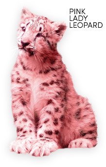 Pink Lady Leopard
