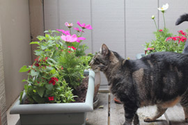 A cat-friendly deck garden
