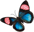 butterfly-chanel-120