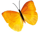 yellow-flutterby
