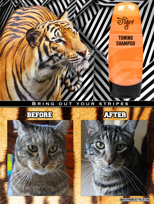 Tabs the Cat for Tiger Toning Shampoo