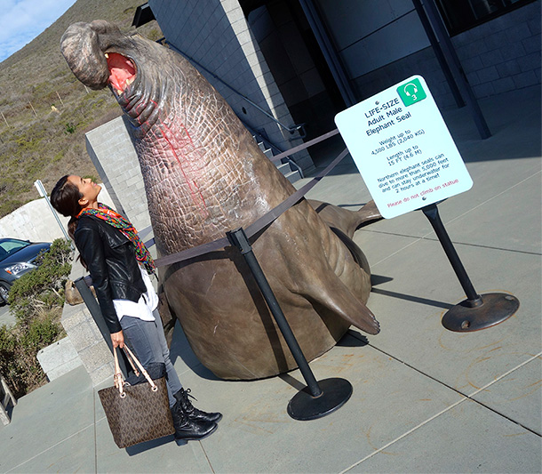 With a lIfe-size adult male elephant seal statue in the front of The Marine Mammal Center