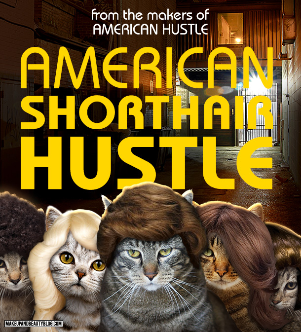 Tabs the Cat starring in American Shorthair Hustle