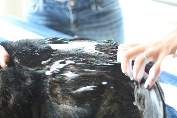 John Paul Pet Waterless Foam Shampoo Review