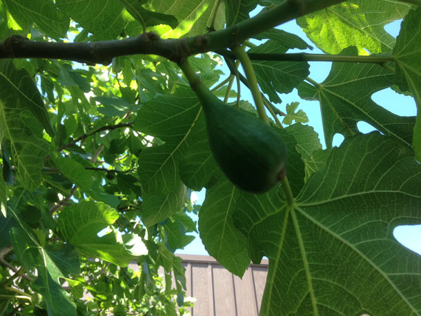 I think that's a fig